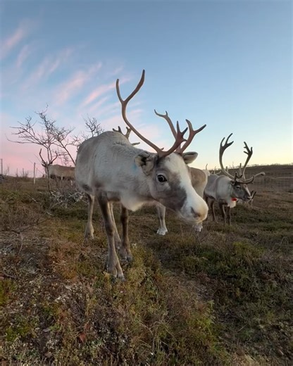2.1K views · 6.6K reactions | Sami Stories ❤️ The Sami culture is as diverse as the Arctic nature of its traditional lands. Ancient sounds, traditional handicraft, and a long-standing reindeer culture. But also a modern, revitalised identity, and a vibrant cultural scene.  Read about the Sami – the indigenous people of the North.  Sokki Adventure | Visit Norway | Facebook