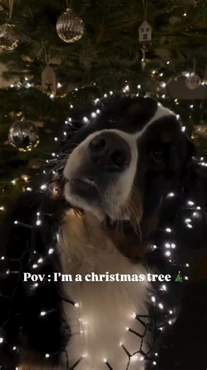 Bernese Mountain on Instagram: "Almost ready for Christmas 🎄🎁💫🧸 Repost @chardo_the_bernese ・・・ #bernese #bernesemountaindoglovers #dogsofinstagram dog berner berneseofinstagram ilovemydog berneseoftheday bernerlove bmd bernerpuppy instadog bernesedaily bernersennenhund dogstagram puppy bovarodelbernese kamiel worldofberners dogs bernersennen bernesemountaindogsofinstagram puppies bernersofinstagram bernese_feature berners berneselove bernerlovers bernesepuppy cachorro"