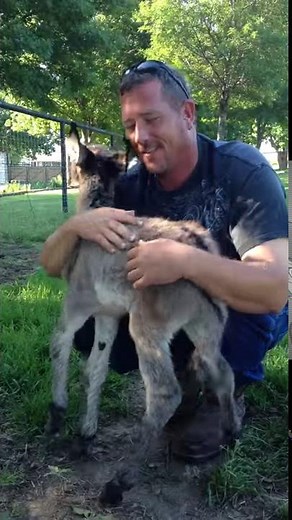 Newborn Miniature Donkey Love || ViralHog