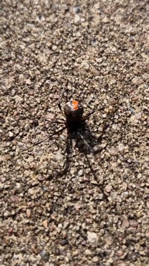 A female Redback spider has a distinctive glossy back and spherical body #animal #wildlife