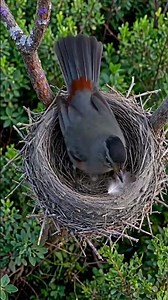 7 Days of Pure Wildlife Engineering: The Mimic Builds a Twig Fortress! 😲 #nest #birds