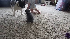 Blue French Bulldog: What to Know – FrenchieWiki