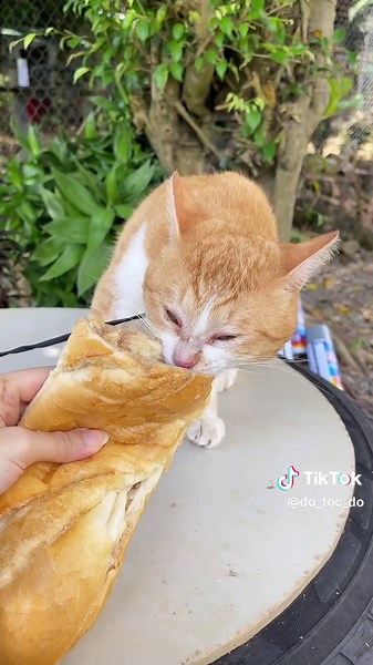 Mèo Kiểu Choá với Pate Tươi