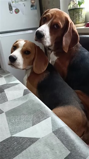 annna_koval (@annna_koval)’s videos with original sound - Mini Studio