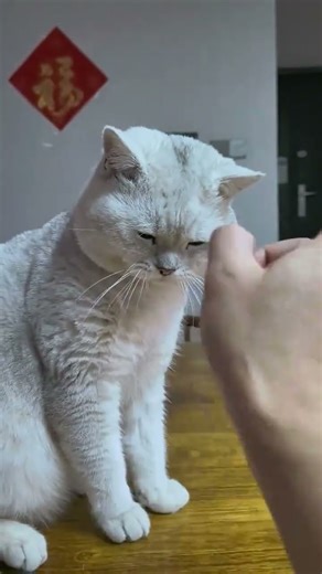 Lightning Protection: This Grinning Cat Cat Cat Cat Cat’s Confusing Behavior