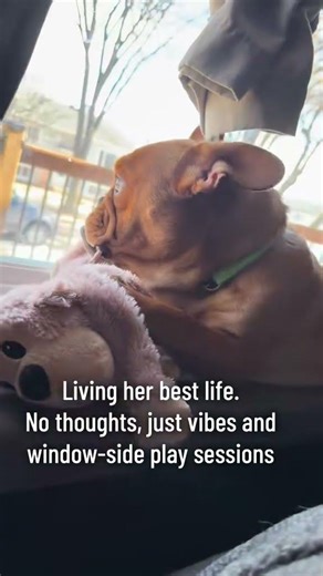 Sun bathing with my toy and window watching at its best