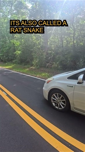 Oak Snake Or Rat Snake??? #bikelife