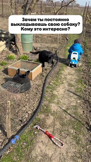 #щеноклабрадора #labradorpuppylove #puppylife #милота