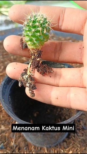 How to Easily Plant Mini Cacti in Pots #aridzona #cactus #cactus #plants #mammillaria #succulent
