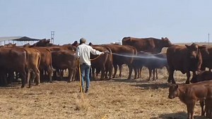 221 reactions · 17 comments | Farming Solution! Backsaver Firefighter use as plan B to spray cattle 200 liter spray 2 hours . Normally tooked halve a day to get those cows to nearest kraal ,and a nother halve day to take them back . | Backsaver farming equipment | Facebook