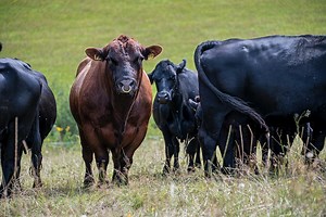 Looking for anaplasmosis in beef cattle