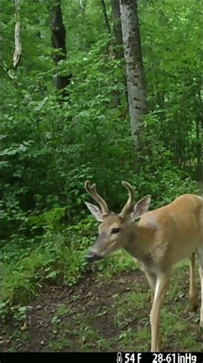Trail Cam Videos | Northwoods #trailcam #wildlife #deer #bear