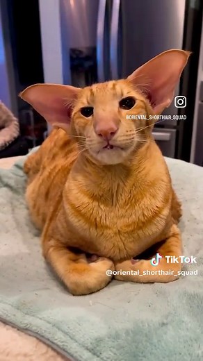 Oriental Shorthair Cat - Good Boy Keebler Chat