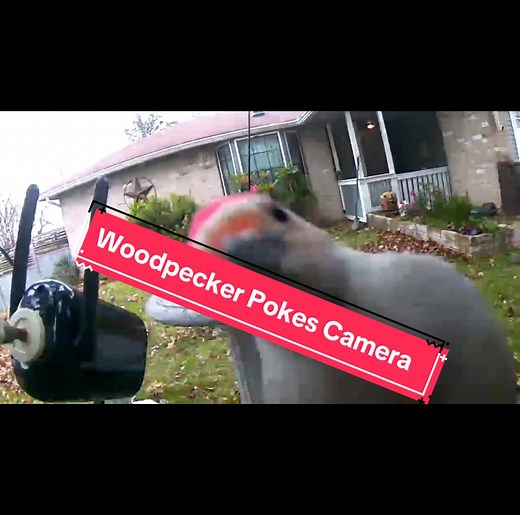 #birds #birdsoftiktok #woodpecker #funny