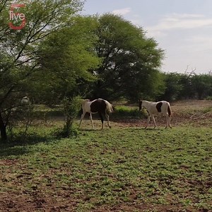 287K views · 3.4K reactions | If you're a fan of Paint horses, then you'll love this video dedicated to them! | iHeartHorses.com | Facebook