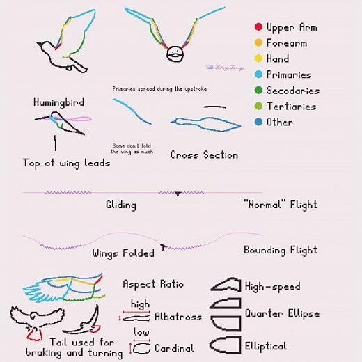 Bird Flight Animation Tutorial - Flapping #animation #bird