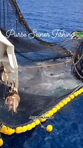 30 Tons Yellow Fin Tuna @ Pacific Ocean Buhay Purse Seiener Fishing Vessel #jjrendonjumuad #followerseveryone #highlighteveryone #mananagat #highlight #mangingisda #fishing #tunafishing #fishingtrip #fish #fisherman #fblifestyle | JJ Rendon Jumuad