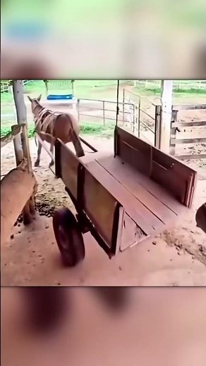 Donkey Parks a Trailer Better Than a Car!