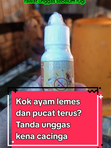 Kok ayam lemes dan pucat terus? #AyamLemas #ObatAyam #BrantasUnggas #peternakayam