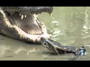 Dangerous Invaders 01 - Python fights Alligator