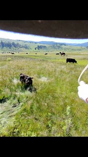 15K views · 549 reactions | My colt Rango putting in a solid days work… #Pullingbulls #movingpasture #pasturedoctoring #greencolts #cowboy #warmspringscowcamp #coltstarting #310ranchropes #cowdogs | Clay Allison | Facebook