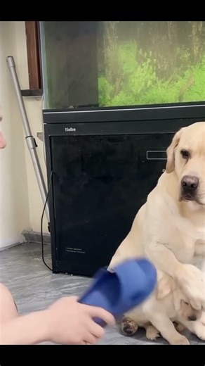 dog's love