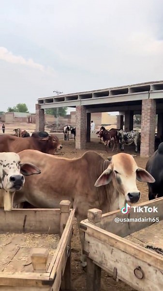 #foryou #foryoupage #forou