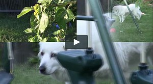 OpenShot Key-Frame Demo!