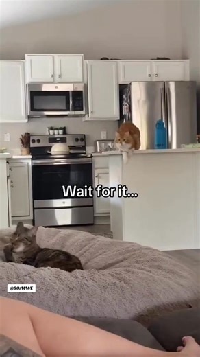 61K views · 2.4K reactions | Jim Ross and Jerry Lawler commentary makes everything better!  | 90s WWE | Facebook