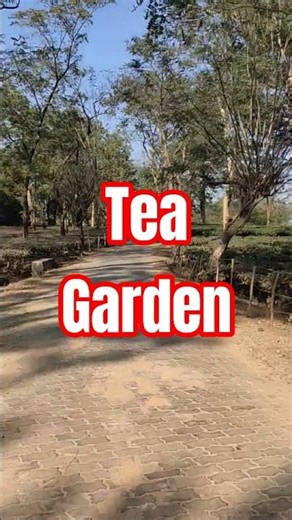 Tea Garden Road journey Shorts 3