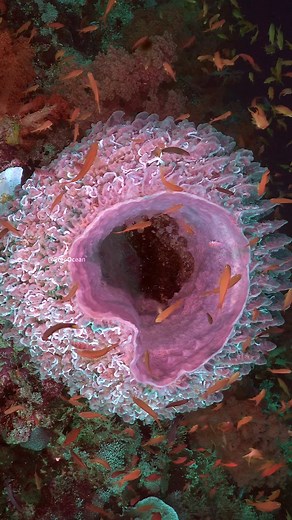 60K views · 264 reactions | Fish Floating over pink barrel sponge wp DbOHE #nature #Ocean #fish | PreeOcean | Facebook