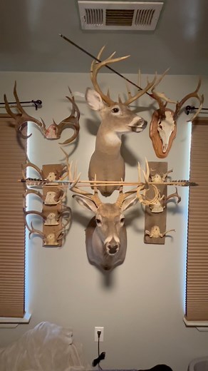296K views · 3K reactions | Easy way to display deer horns. | Bear Newcomb | Facebook