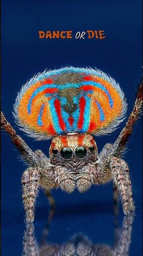 “This Spider Dances To Survive”