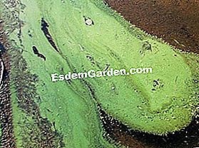 Agricultura Ecologică: O Soluție La Poluarea Apei 🌿 Totul Despre Grădinărit Și Design De Gradina - 2025