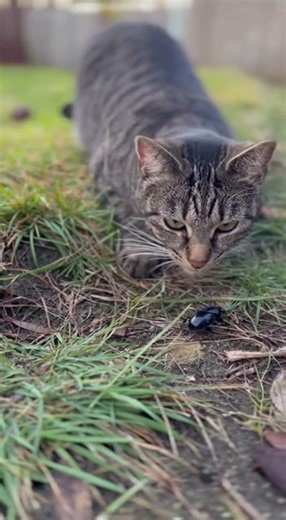Pouncing Fail: Cat's Surprise Encounter with Flying Insect