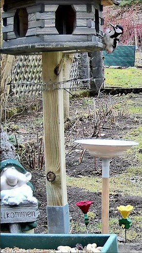 Specht haut rein-und zwar richtig! 🔥#Specht #Woodpecker #Natur #Vögel #BirdWatching #Nature #Shorts
