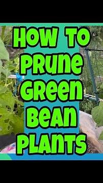 How to Prune (Pole) Green Beans