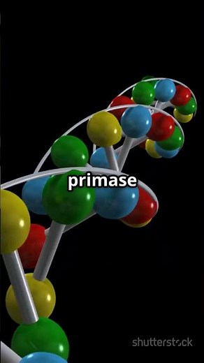 DNA Replication: The Cells Copy Machine!