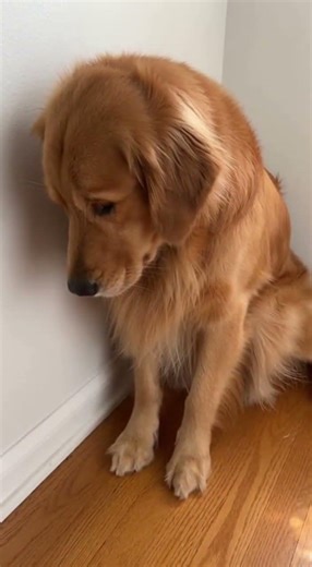 Guilty Dog Before Owner Finds the Evidence