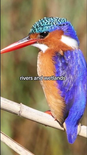 Malachite Kingfisher originates from Africa