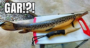 Catch, Clean, and Cook Those Nasty Gar; You Might be Surprised!