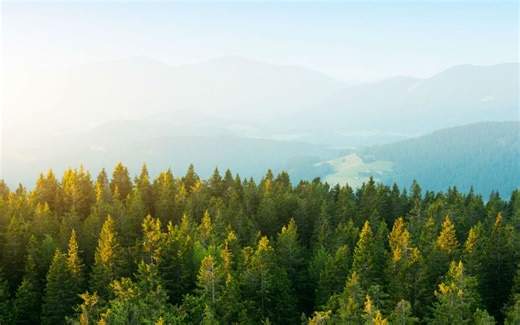 【英文字幕】为什么树木对我们的环境很重要 Why trees are important to our Environment