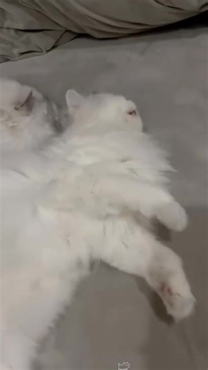 funny animals 🤣 #funnymoments #animals #animals #dog #shortsreels #cat #petlovers #shorts | Pets & Cats