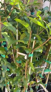 Pomegranate 'wonderful' / Live Plant / Wonderful Pomegranate - Etsy