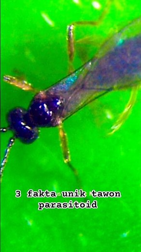 3 unique facts about parasitoid wasps #insects