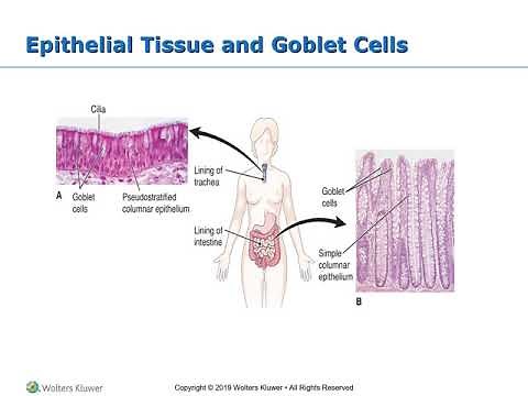 Tissues, Glands and Membranes
