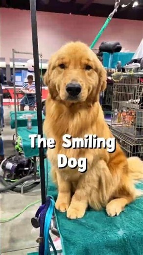 Why Golden Retrievers Are One of the Best Dogs in the World #shorts #goldenretriever #usa