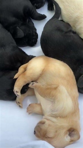 Sweet 2-Week-Old Lab Puppies Dreaming 😴