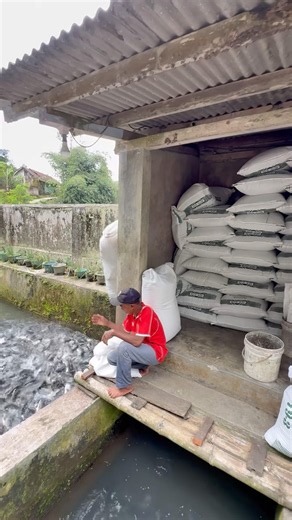Viral!! Bapak ini sukses budidaya ikan mas dipinggir gudang pakan #ikanmas #shorts
