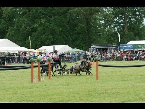 Miniature shetlands - scurry driving training.